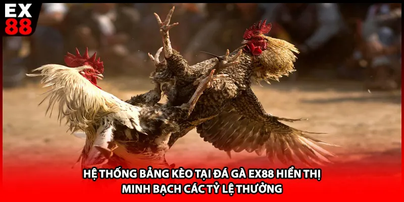 Hệ thống bảng kèo tại đá gà EX88 hiển thị minh bạch các tỷ lệ thưởng